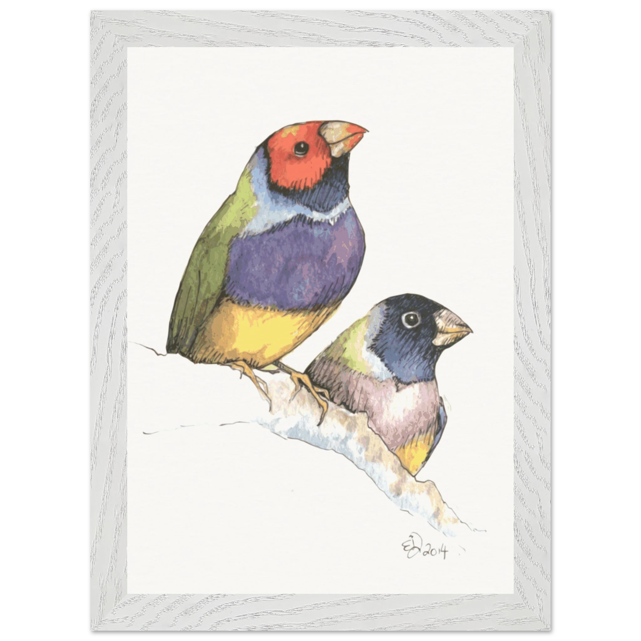 Gouldian Finch Watercolor - A4 Framed Print - image 1