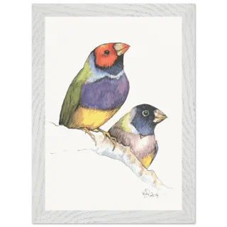 White framed print with two watercolor Gouldian finches