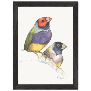 Black framed print with two watercolor Gouldian finches