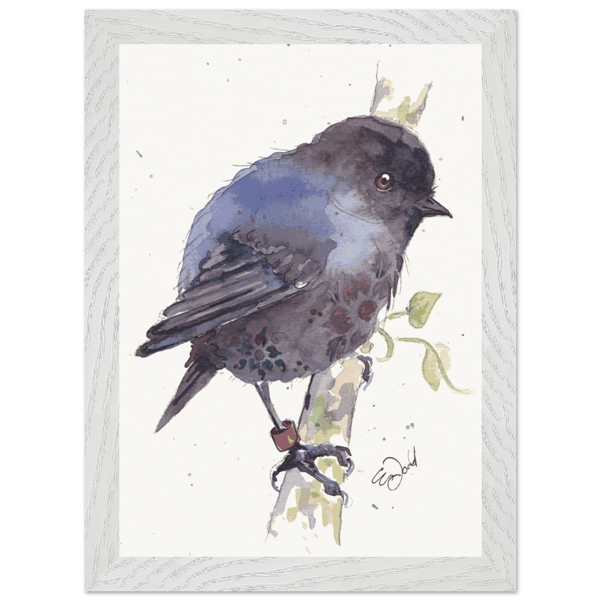 Karure Black Robin Artwork by Elizabeth Dodd - A4 framed print - image 1