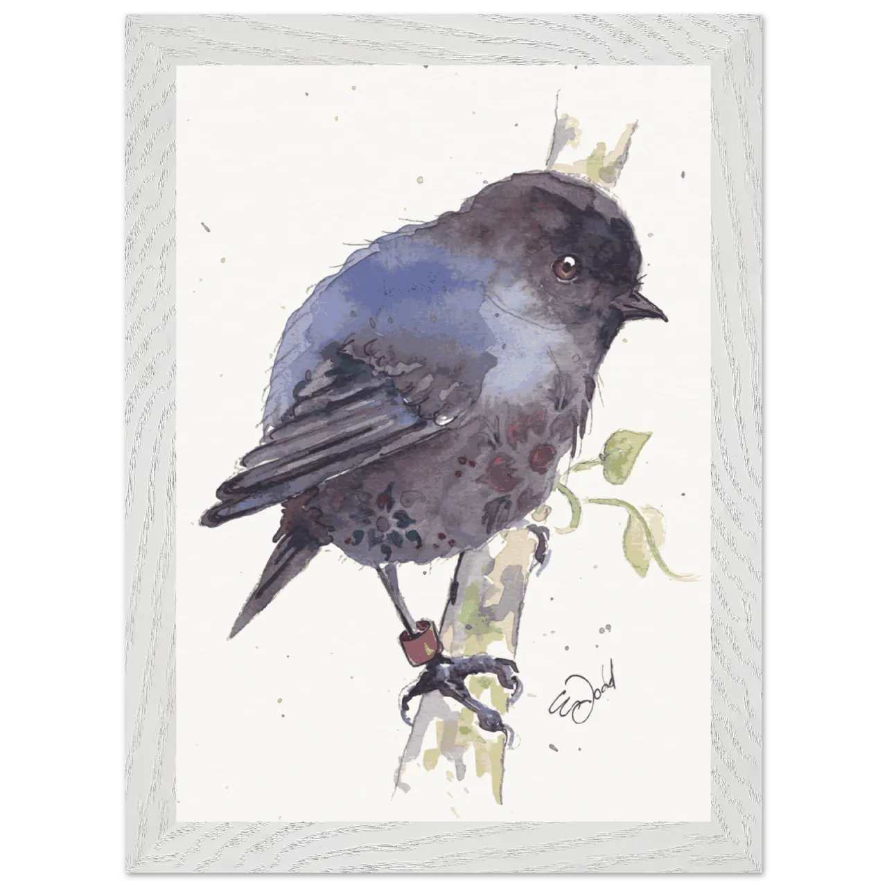 White framed print with a watercolour black robin