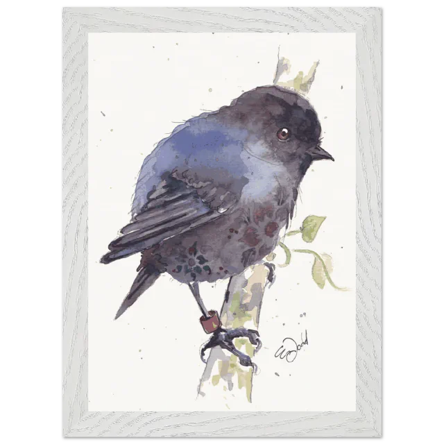 White framed print with a watercolour black robin