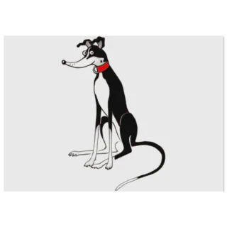 Black-and-white greyhound illustration with a red collar